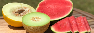 Lee más sobre el artículo Melón, melón coca y sandía: el trío de verano